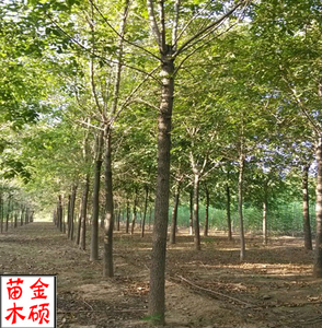 白腊树苗圃常供应胸径8-20公分白蜡树国槐树榆树合欢绿化工程造林