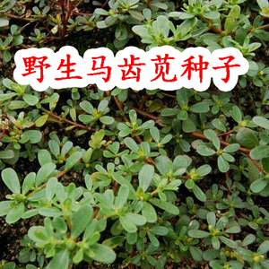 野生蔬菜种子野菜马齿苋种子五行草马齿菜蚂蚱菜荠菜大小叶荠菜种