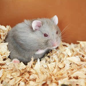 小活体家养用品鹦鹉紫罗兰仓鼠动物宠物萌宠虎皮仓鼠苍蝇鼠礼物仓鼠可以吃宠物吗图片