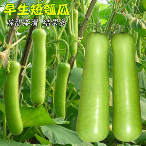 瓠瓜种子短蒲瓜种籽甜瓠子瓜种菜葫芦瓜白瓜种子四季春季蔬菜种孑