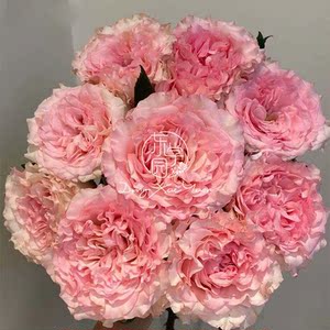 【国产】卷边洛神切花月季花玫瑰盆栽花苗大花灌木多季开花期超长