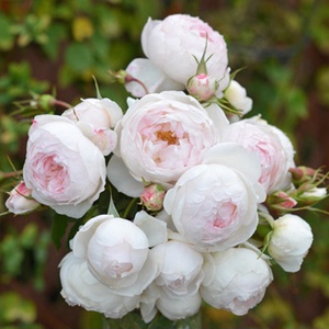 小抒情曲月季 河本纯子藤本月季 多头包子勤花丰花 多季开花 抗病