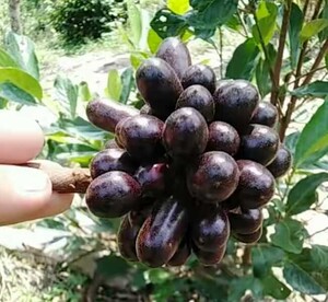 盆栽小花紫玉盘罕见皇妃蕉上等招财树精品皇妃蕉四季花观花赏果
