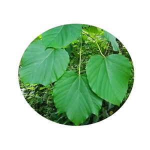 新鲜桐子叶子树叶 无污染 重庆高粱 糯米 玉米粑粑 糕点 油桐树叶