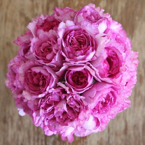 伊芙月季1加仑伊芙系列月季粉伯爵乙女心贵族胭脂香水日出飞溅四