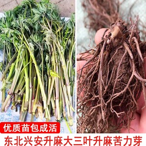 东北升麻苗山野菜苗中草药苗苦窿芽种根苦力芽种苗苦嫩芽苦老芽苗