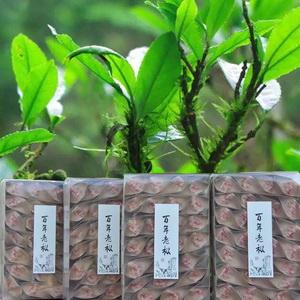 武夷山桐木关百年老枞红茶正山小种红茶 木质味枞味