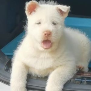 贵州下司犬纯种精品虎头大体短毛,中毛,长毛,特价出售包邮