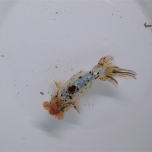 传统金鱼冷水鱼五花蛋球五花绒球金鱼