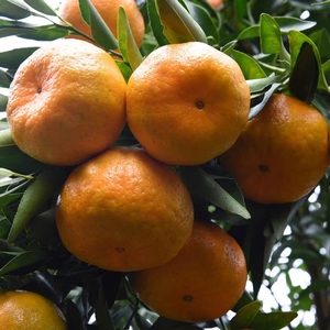 正宗永春芦柑80特大果现摘现发新鲜超甜多汁礼盒装应季水果10斤装