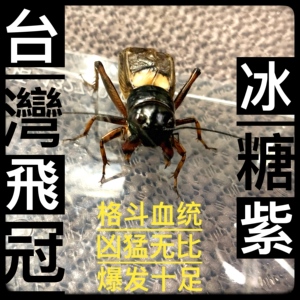双斑蟋蟀