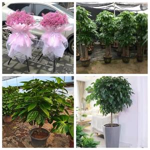 同城配送开业花篮鲜花搬家绿植发财树送深圳市龙岗区横岗龙岗龙城