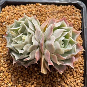 蓝丝绒皱叶月影冰边月影系列拉古娜多肉植物涵涵肉多多