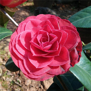 赛玫瑰茶花 进口茶花品种 盆栽植株 绿植 原生苗 扦插苗大苗