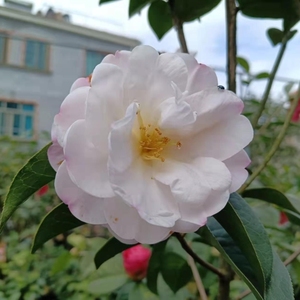 普陀紫光茶花 原生扦插苗 高杆 带花苞 盆栽苗