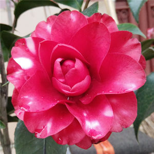 叠红玫瑰茶花 原生苗 扦插苗 带花苞 盆栽苗 复色茶花 绿化植物