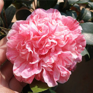 花宝珠 茶花苗 盆栽大苗 托桂型牡丹型茶花 红山茶 金华茶花