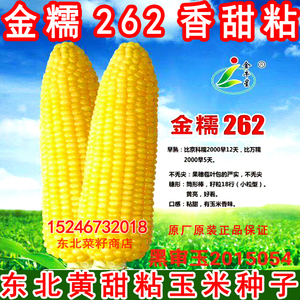 东北甜加糯 原装丰产大黄粘大棒香甜粘 金糯262 黄色粘糯玉米种子