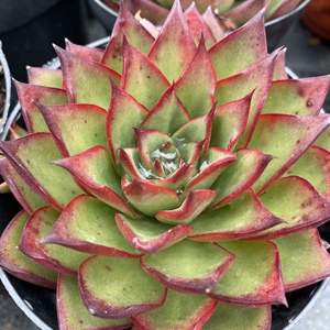 00zilong19821004淘宝吉赛尔多肉植物东云系大型肉肉状态好 全店满