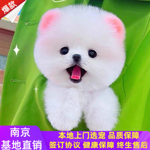 纯种白博美幼犬茶杯犬小型可爱迷你长不大活体俊介犬宠物真小狗狗