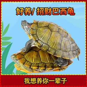 黄金大巴西龟乌龟活物宠物小乌龟苗活家养网红好养耐活金钱龟活体