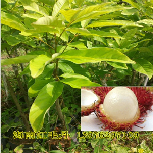 果树苗 海南正宗红毛丹树苗 毛荔枝果苗盆栽地栽庭院南方北方种植