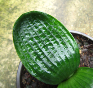 鞍山君子兰精品小苗圆头珍珠坑纹元宝麻脸花脸短叶植物花卉盆栽图片