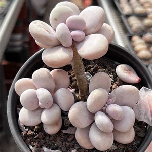 【粉球美人多肉】粉球美人多肉品牌,价格 - 阿里巴巴