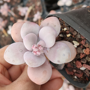 【粉球美人多肉】粉球美人多肉品牌,价格 - 阿里巴巴