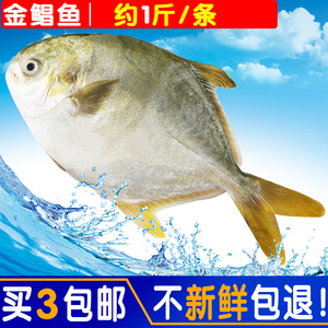 新鲜金鲳鱼 青岛野生黄腊鲳片鱼 平鱼昌鱼鲜活冷冻深海鱼3条包邮
