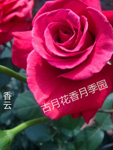 香云月季花