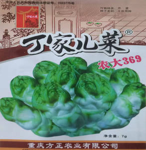 重庆方正丁家儿菜种子 农大369晚上儿菜种子 腌制酸菜娃娃菜种子