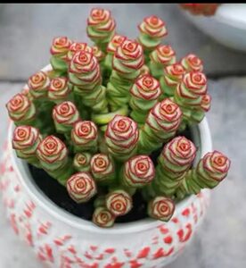 新手肉肉钱串钱多多吸财树招财老桩控养多肉植物盆栽花卉满38包邮