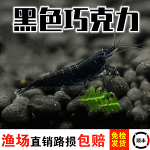 黑巧克力虾观赏虾黑色虾除藻虾黑金刚虾可水晶虾混养金刚虾