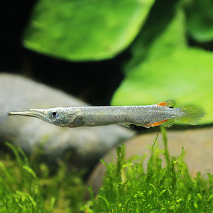 银水针活体白金水针颌针观赏鱼淡水鱼上层鱼小型鱼混养草缸