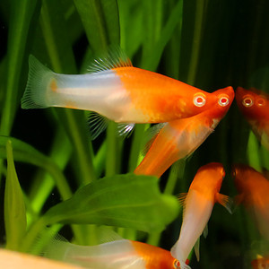 热带鱼红白剑鱼 红箭鱼水族箱观赏鱼 鱼缸小型鱼宠物活体易养