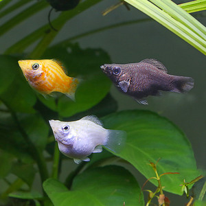 三色金黑白玛丽球皮球胎生鱼卵生鱼 小型热带观赏鱼宠物