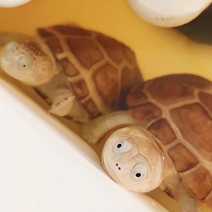 沼泽侧颈龟西非笑脸蛋龟网红活泼呆萌可爱好养半水深水龟6-8cm