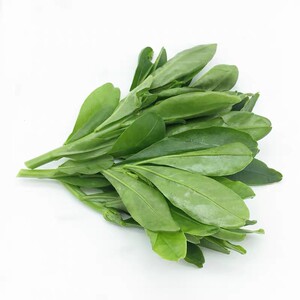 新鲜人参叶 野菜土人参叶 做菜打边炉特色蔬菜人参叶东洋菜.500克