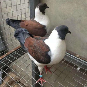 【三色摩登娜鸽子】三色摩登娜鸽子品牌,价格 - 阿里巴巴