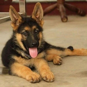 纯种平背德牧犬幼犬德国牧羊大型犬黑背犬警犬狼狗锤系弓背犬狗狗