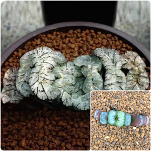 黑武泰玉扇十二卷多肉植物组培苗新品包邮一物一拍台湾铭品守冰