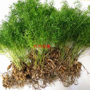 天门冬小叶松四季常青盆栽水培植物耐阴绿植天门草药材净化空气