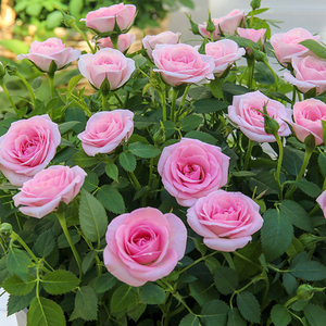 一束玫瑰花 月季盆栽 【火烈鸟】