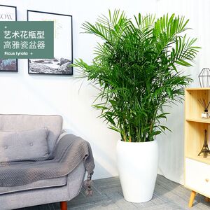 长沙夏威夷椰子盆栽夏威夷竹室内大型净化空气凤尾竹四季常青植物