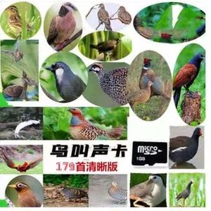 300人付款淘宝野马声音卡竹鸡鸟叫声音蝼蛄高清户外专用实战卡扩音器