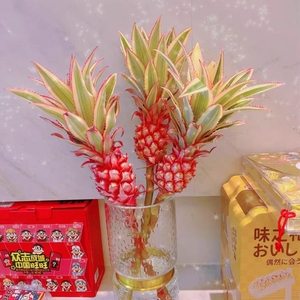 荷兰进口迷你小菠萝粉嘟嘟 凤梨花 可做干花旺来花好运花水养