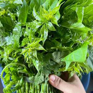 云南德宏傣家野生刺五加新鲜蔬菜现摘傣族时令五加葑撒苤苦凉菜