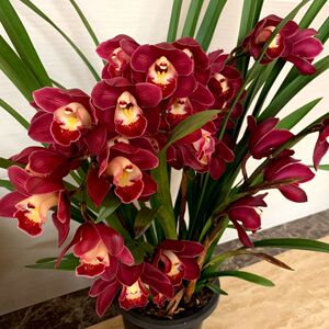 红袍品种-兰花苗大花蕙兰苗惠兰多连苗带土带盆包邮三禾农业科技