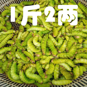 蝉蛹1斤2两蛹柞蚕大蚕绿虫子桑蚕勃利老田专业热面地摊神仙东北特